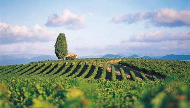 Vinresa till Languedoc, Frankrike för seniorer.